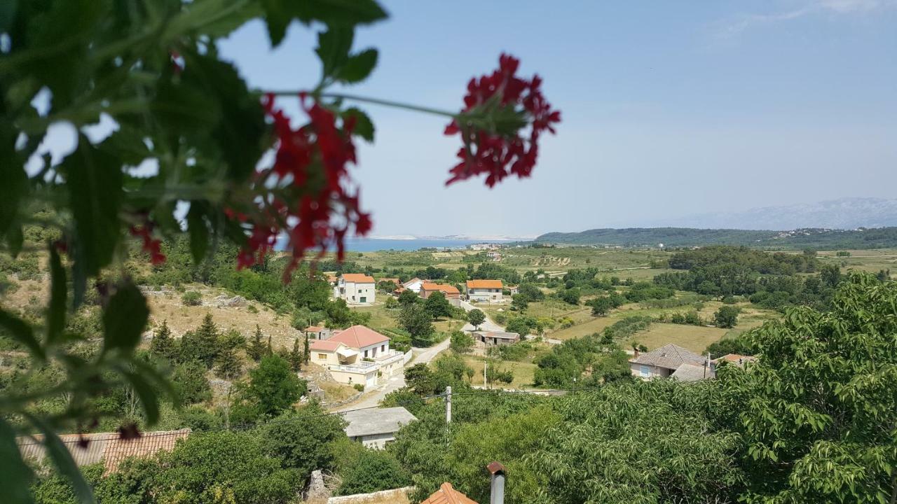 Cernesa
